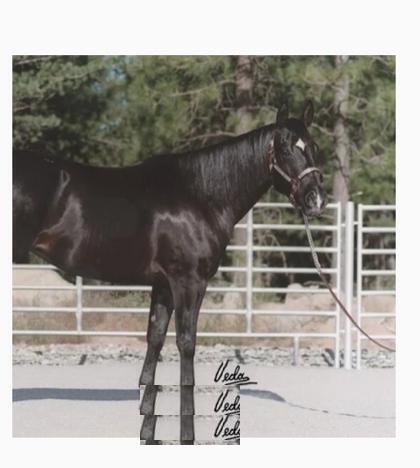 LR Miss Blue Tunder (Betty) - Lassen Ranch Foundation Broodmare