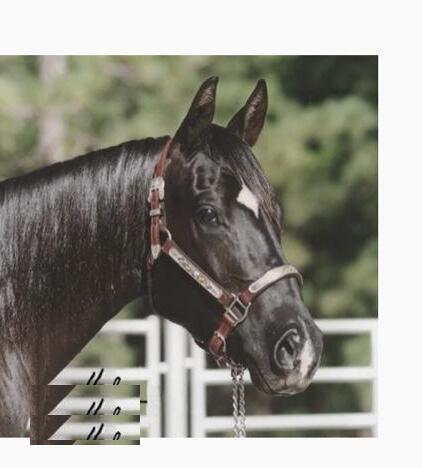 LR Miss Blue Tunder (Betty) - Lassen Ranch