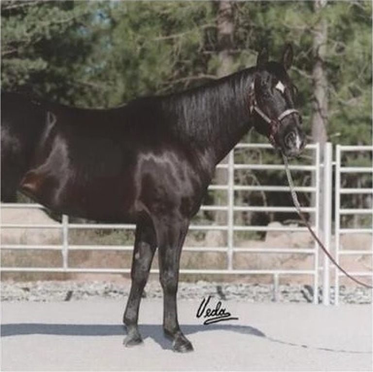 LR Miss Blue Tunder — right profile