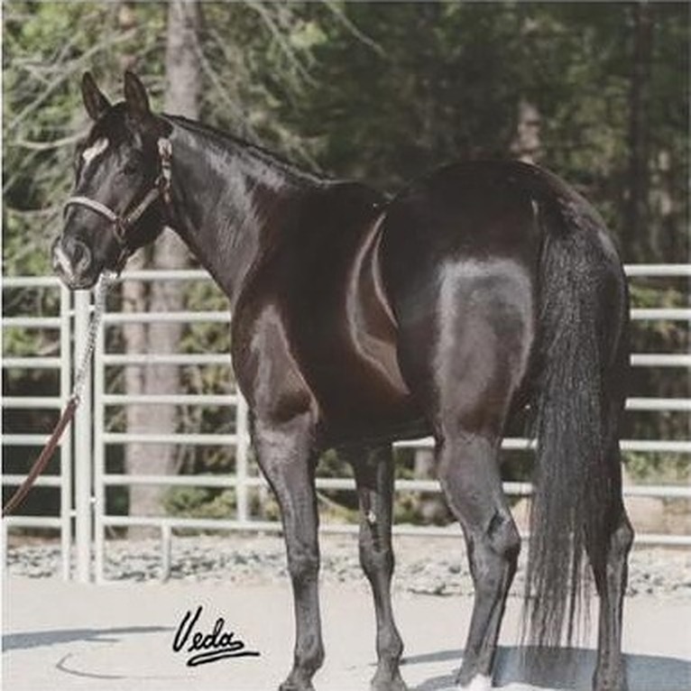 LR Miss Blue Tunder — left profile