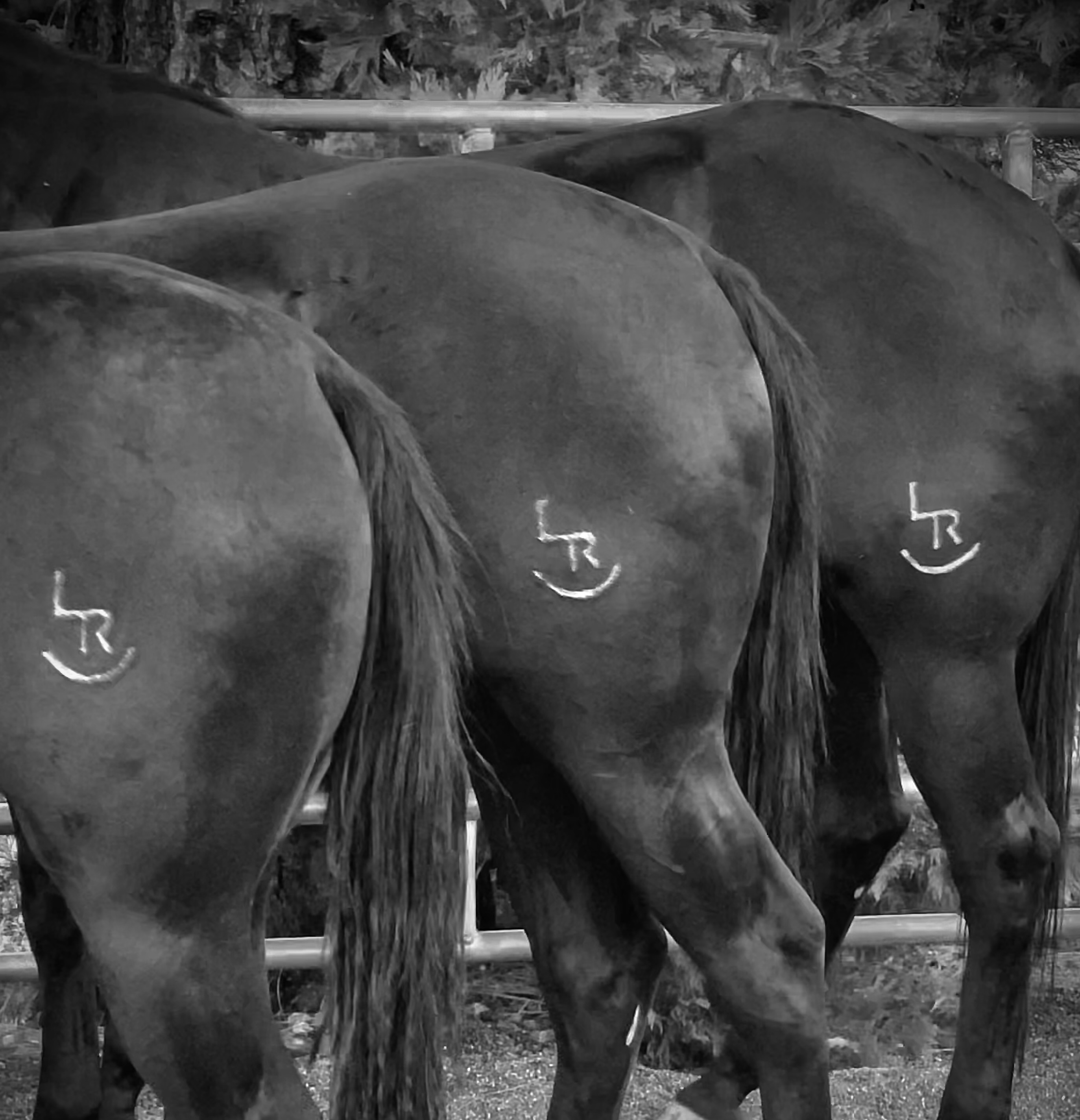 Three Lassen Ranch mares bearing the Rocking LR brand